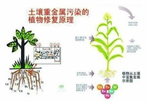 土壤修复术 大地重获新生的科学与艺术